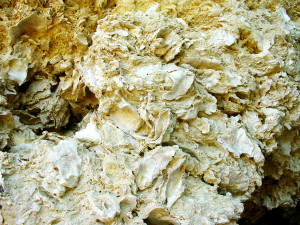 Les huîtres fossiles